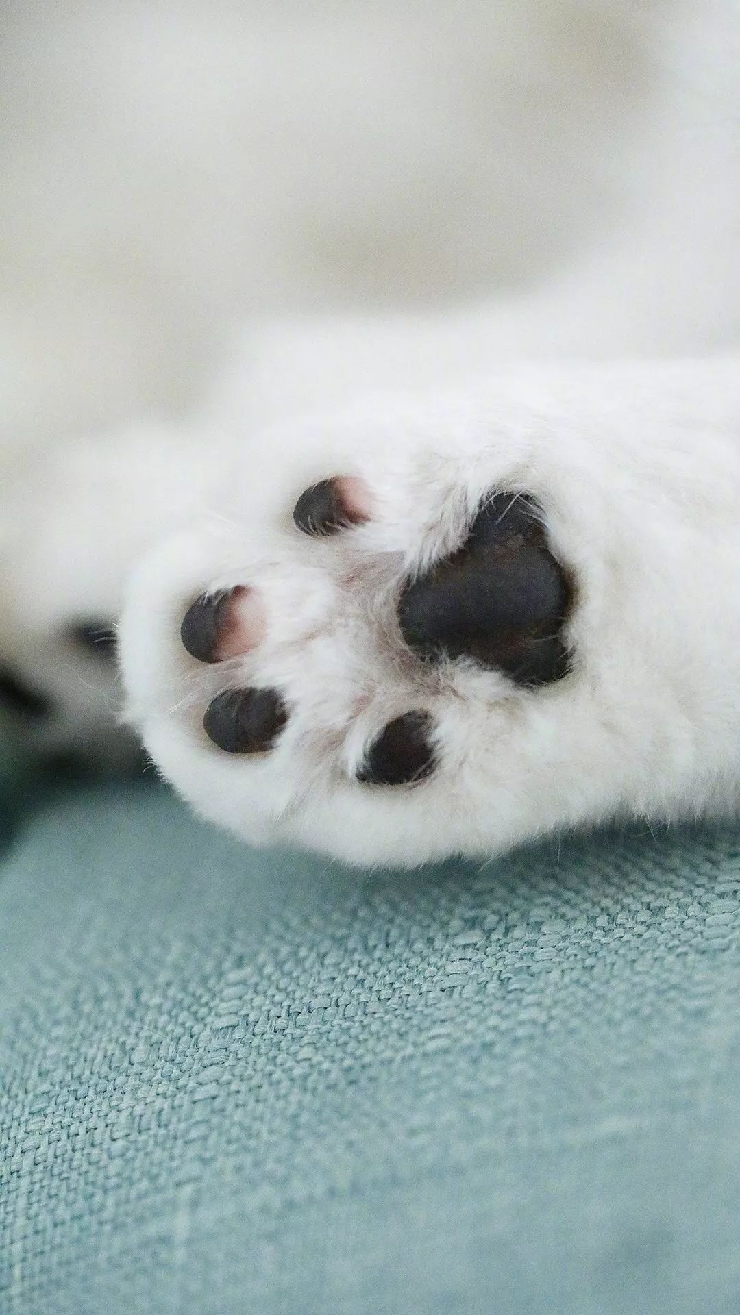 高清壁纸 猫咪猫爪