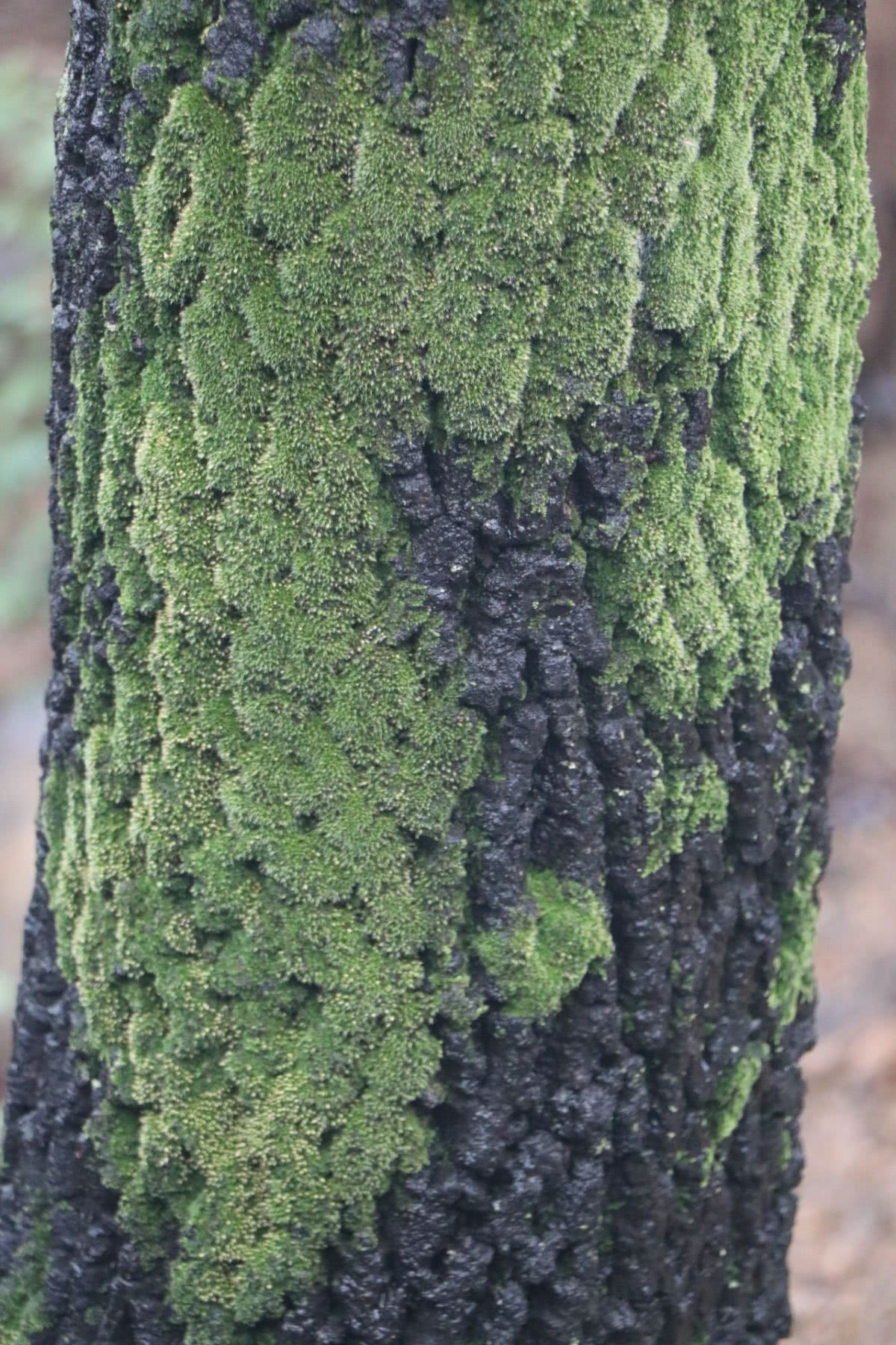 树上长出厚厚的苔藓了