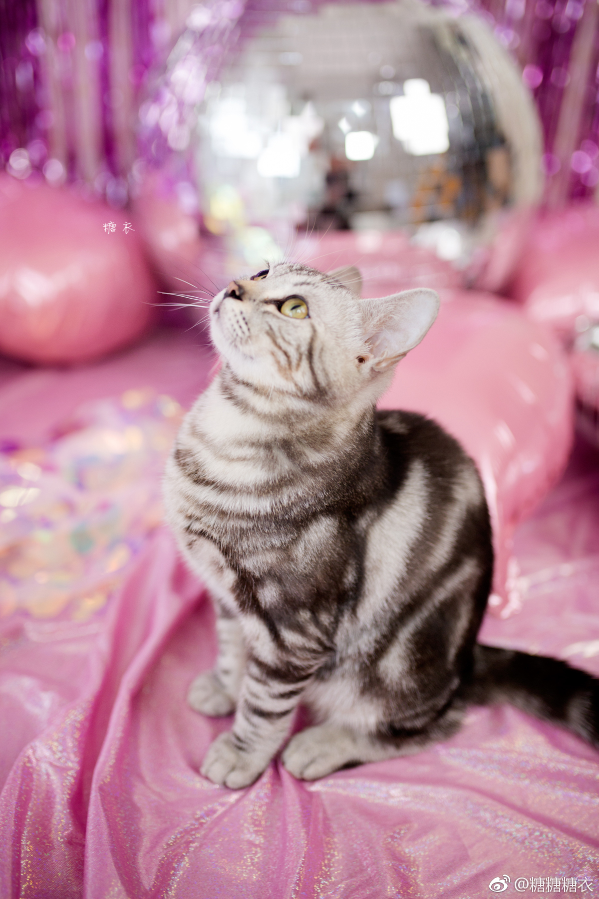 仰望天空小动物