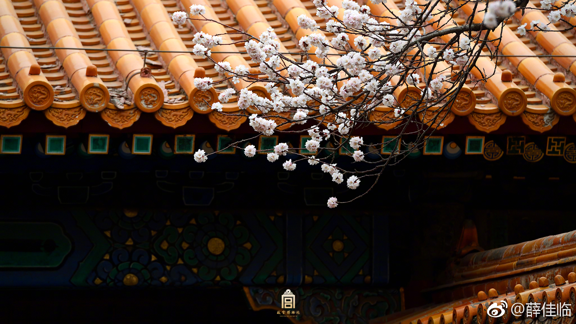 红墙白花故宫二月杏花天