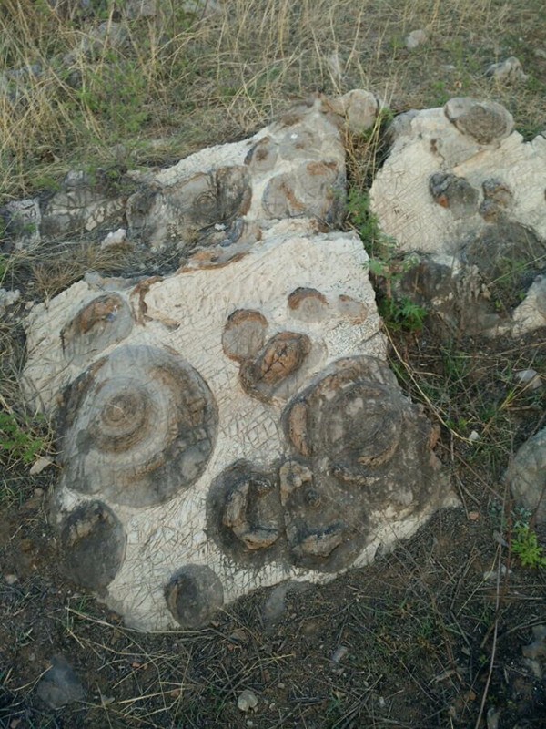 也就是蓝藻,真菌以及其他真核藻类形成的化石