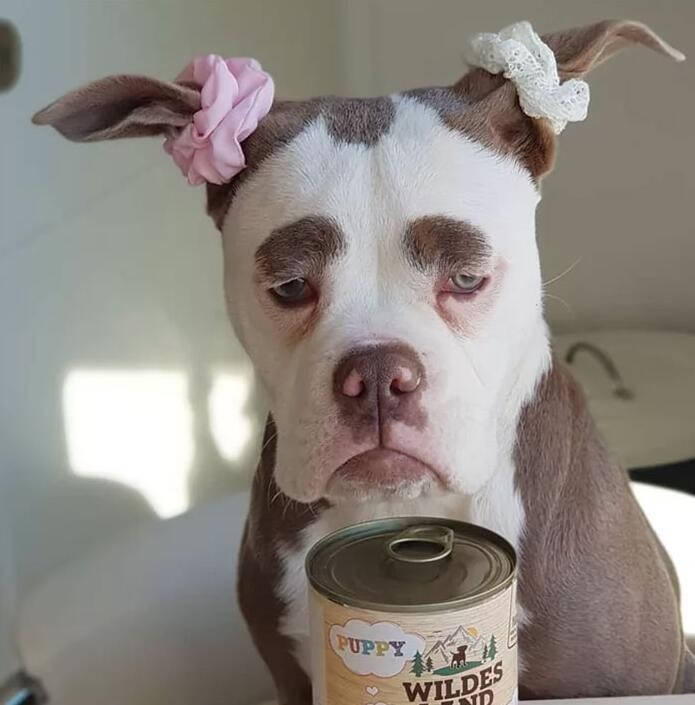 这只小狗天生倒霉相,无论什么时候看都愁眉苦脸的_新浪看点