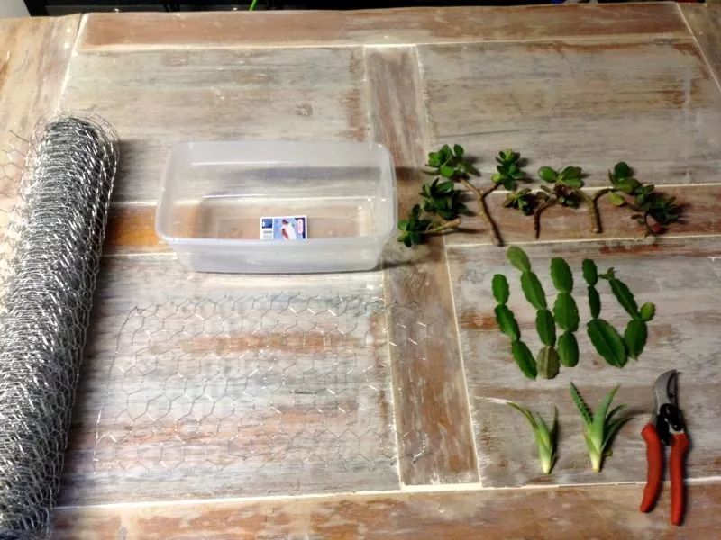 用铁丝网和塑料盒自制一个水培容器,家里的多肉植物都能水培养护