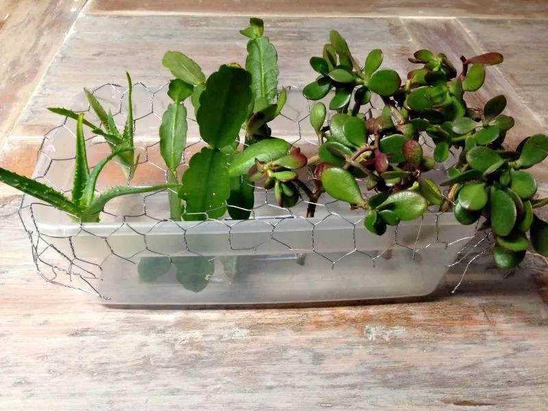 用铁丝网和塑料盒自制一个水培容器,家里的多肉植物都能水培养护
