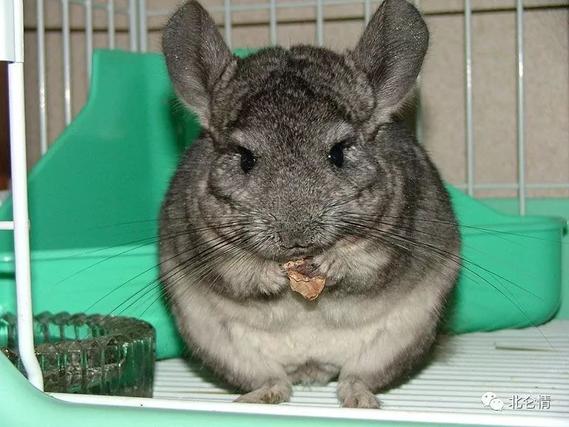 一只萌萌哒又有点酷酷哒的龙猫|宠物|毛丝鼠|龙猫_新浪新闻