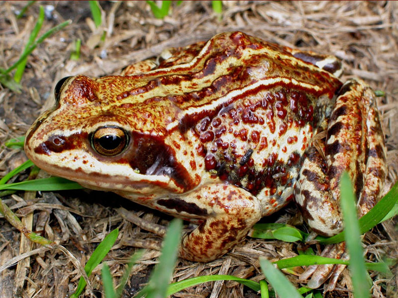 每天学一味中药:我们一起吃过的性器官,哈士蟆的输卵管就是雪蛤