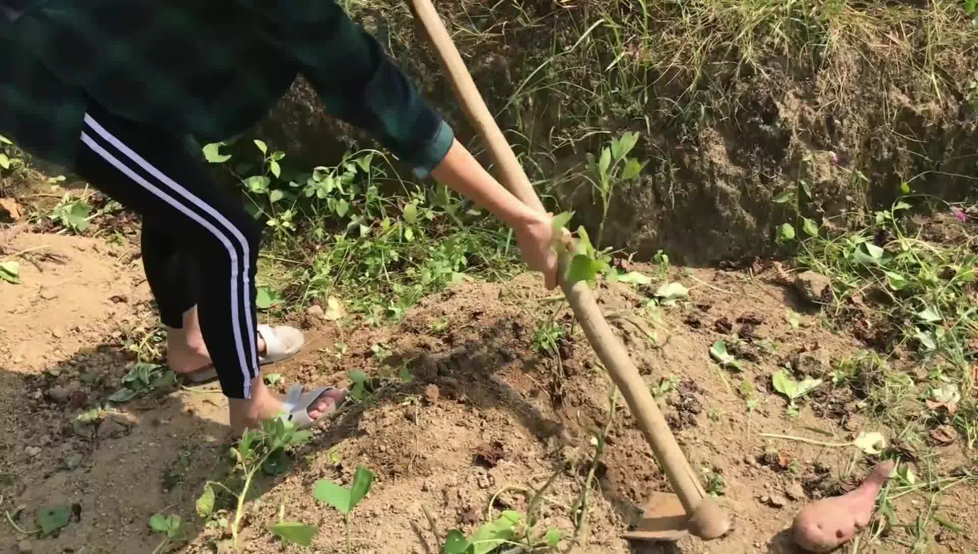 农村四哥:农村的红薯控饭,做饭很简单,3岁幺幺