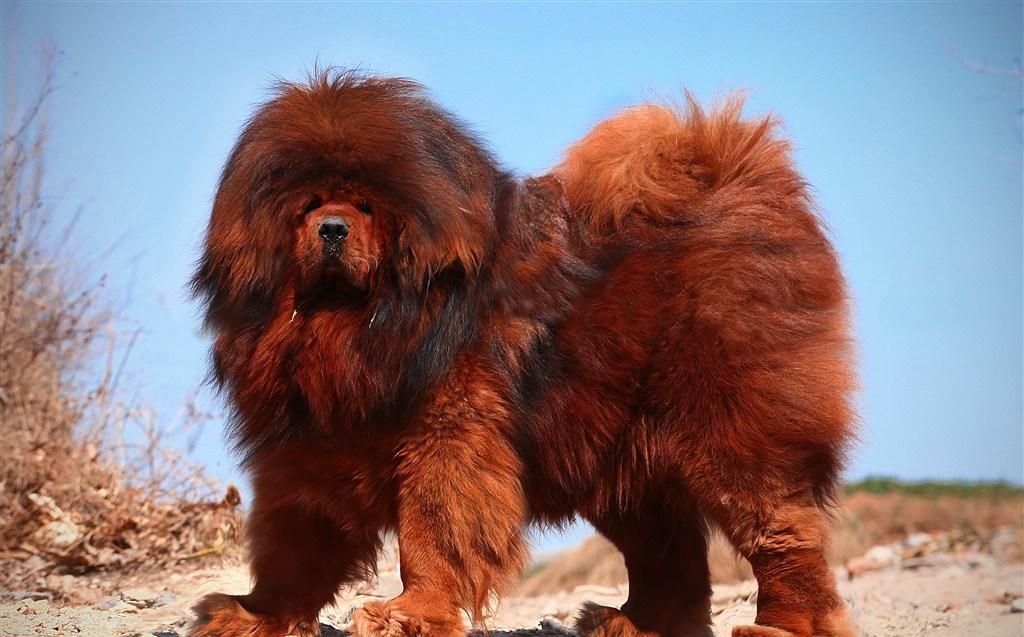 藏獒经济的崩塌, 预示着藏獒的没落