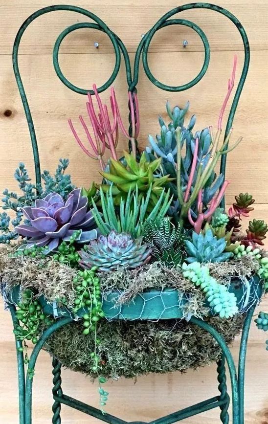 木桩的中间挖空,布置好排水的地方,就可以放入多肉专用土,将各种多肉