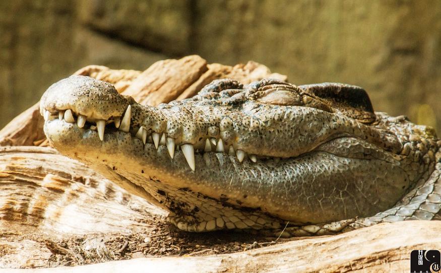 鳄鱼:我不是跑不快,只是因为懒!