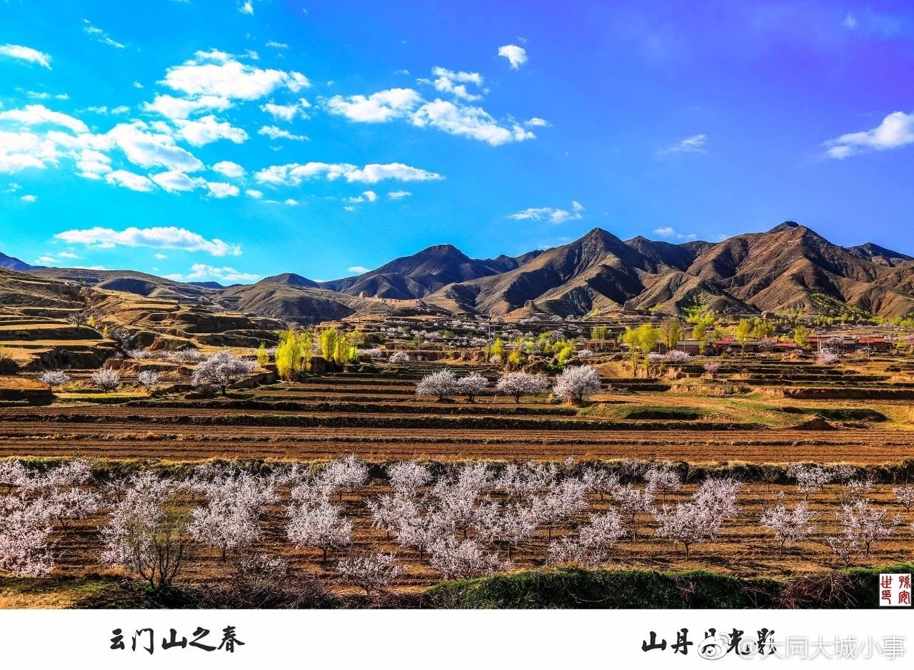 阳高杏花节10日如期而至绝不爽约