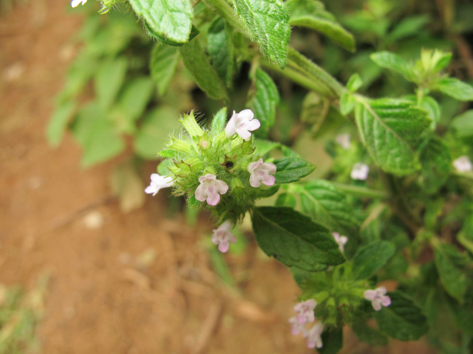 农村茅厕边野草人称断血流止血有奇效11元一斤成稀罕货