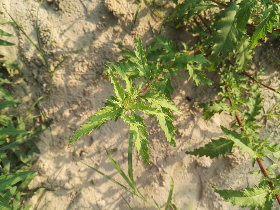 据资料记载,土荆芥在民间又被称作天仙草,臭草,臭蒿,鹅脚草,杀虫芥等