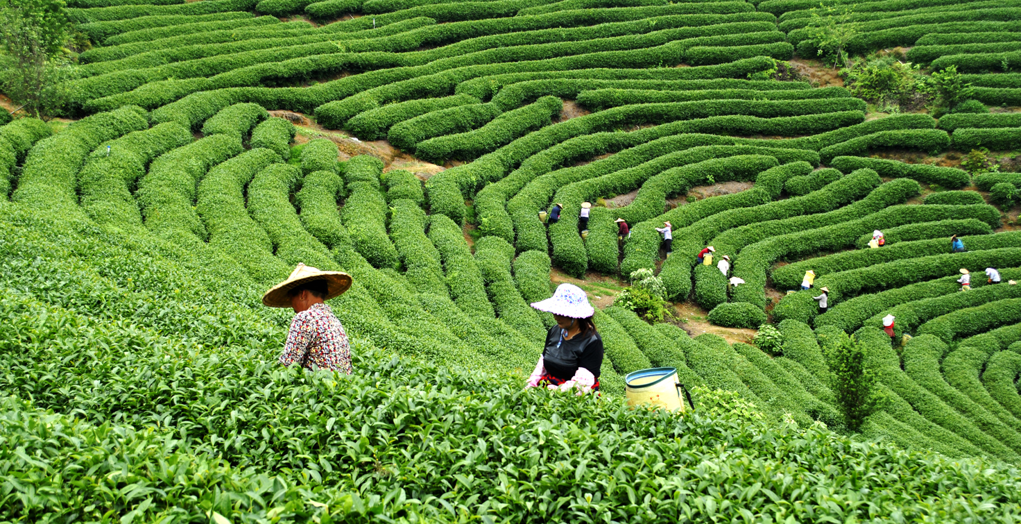 旅拍永福高山茶种植基地 一抹苍翠描摹了荒野