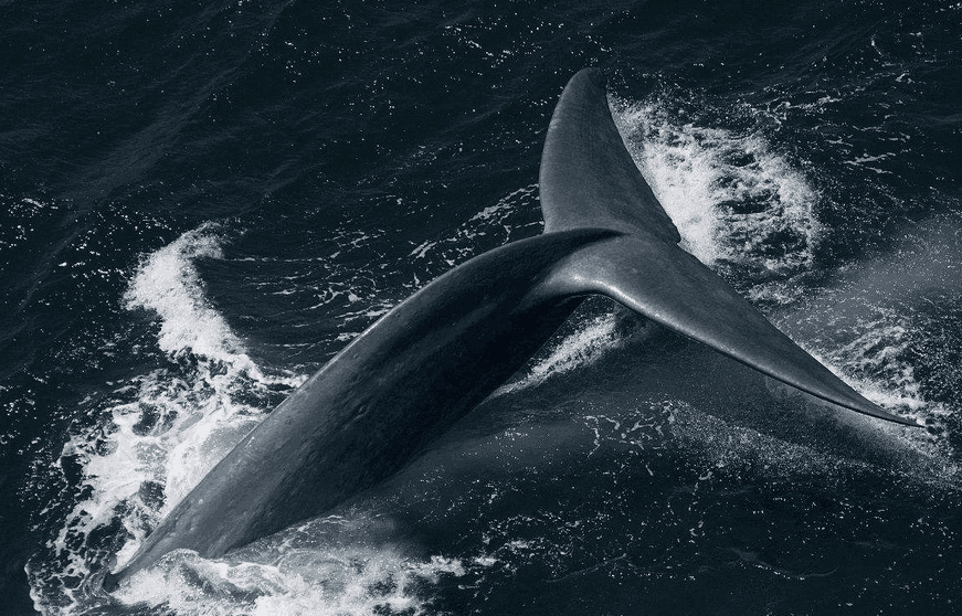 蓝鲸和座头鲸可以杂交吗? 杂交后会怎么样?