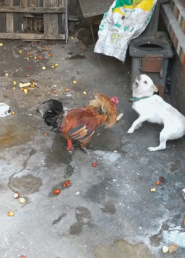 公鸡怒发冲冠斗土狗狗子呲嘴向天小眼神完全不敢看公鸡弱爆