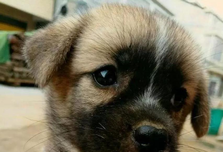 到狗市买只看家犬,遇见有天眼的田园犬,立马花三百元买下它!