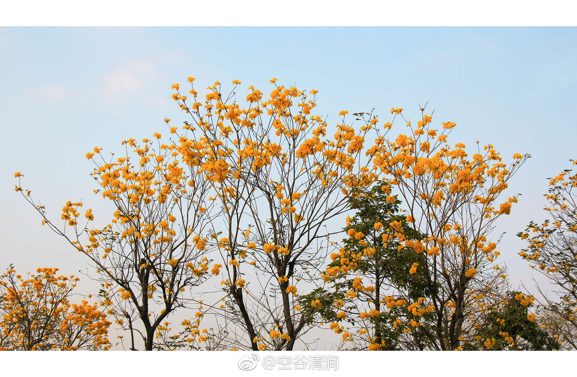南方的深圳可以说是一座花园城市,一年四季鲜花常开,姹紫嫣红|南方|鲜花|花香|光阴|花园城市_新浪新闻
