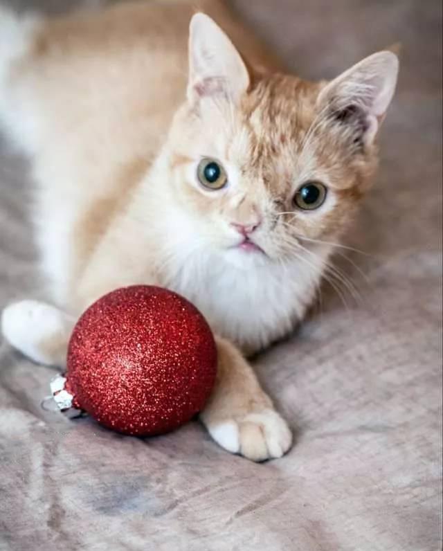 流浪猫:我又丑又咬人,谢谢你的不放弃