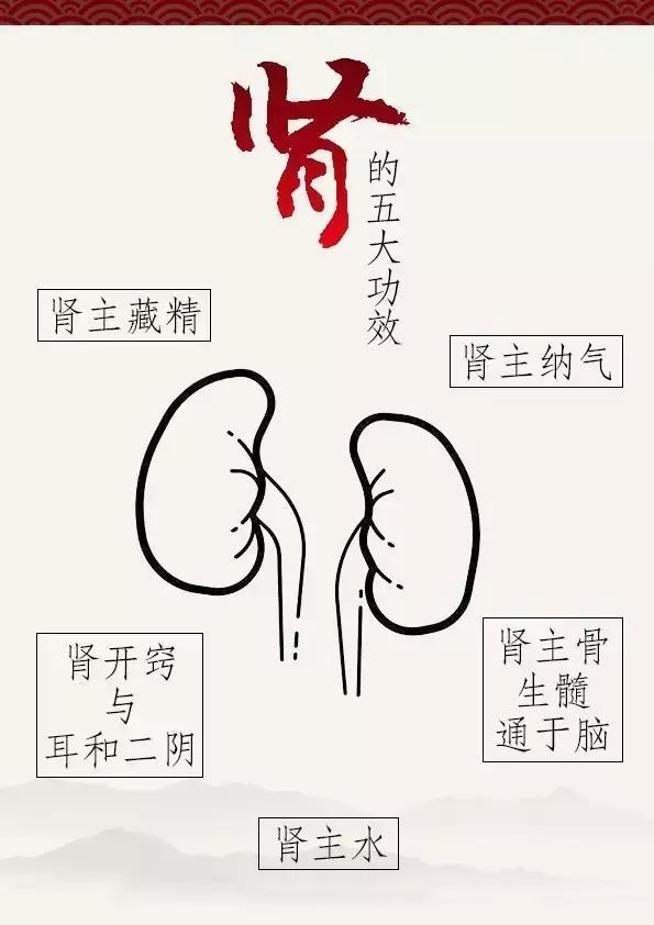 中医五脏系列,肾究竟该怎么养才对?[二]