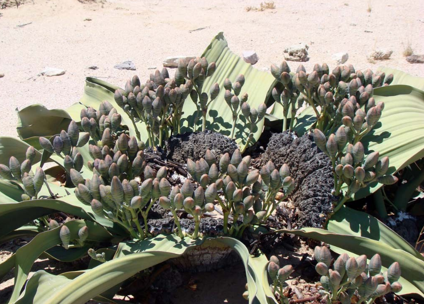 被"发型"拉低了颜值的千岁兰,是如何在沙漠中存活上千年的?