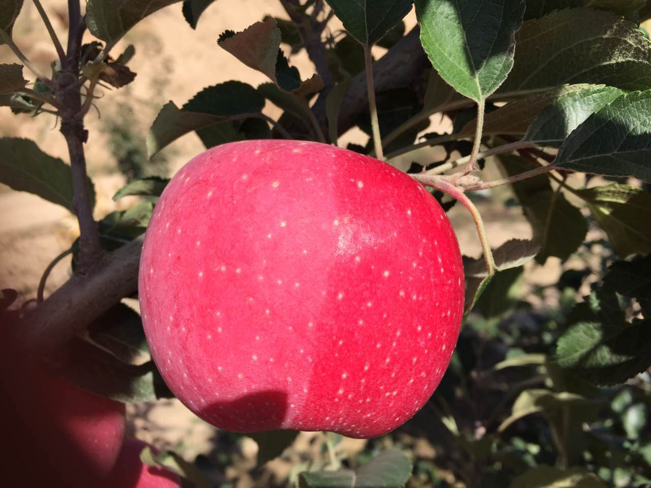 苹果吃了多少年,真的还不知道还有这么多的说法