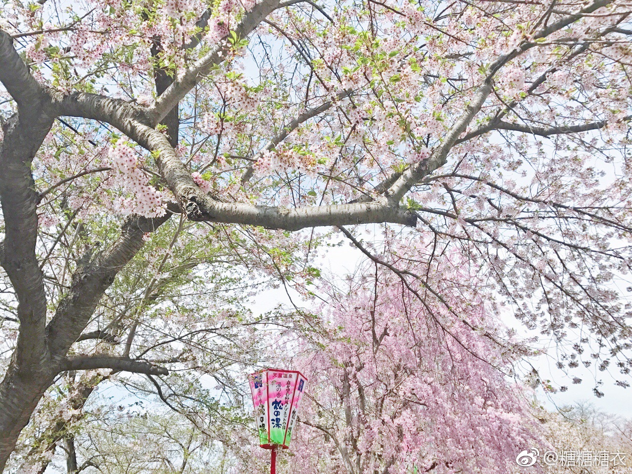 天童公园的樱花让人舍不得离去 要能常常看见美好的樱花就好了 天童公园的樱花让人舍不得离去 要能常常看见美好的樱花就好了