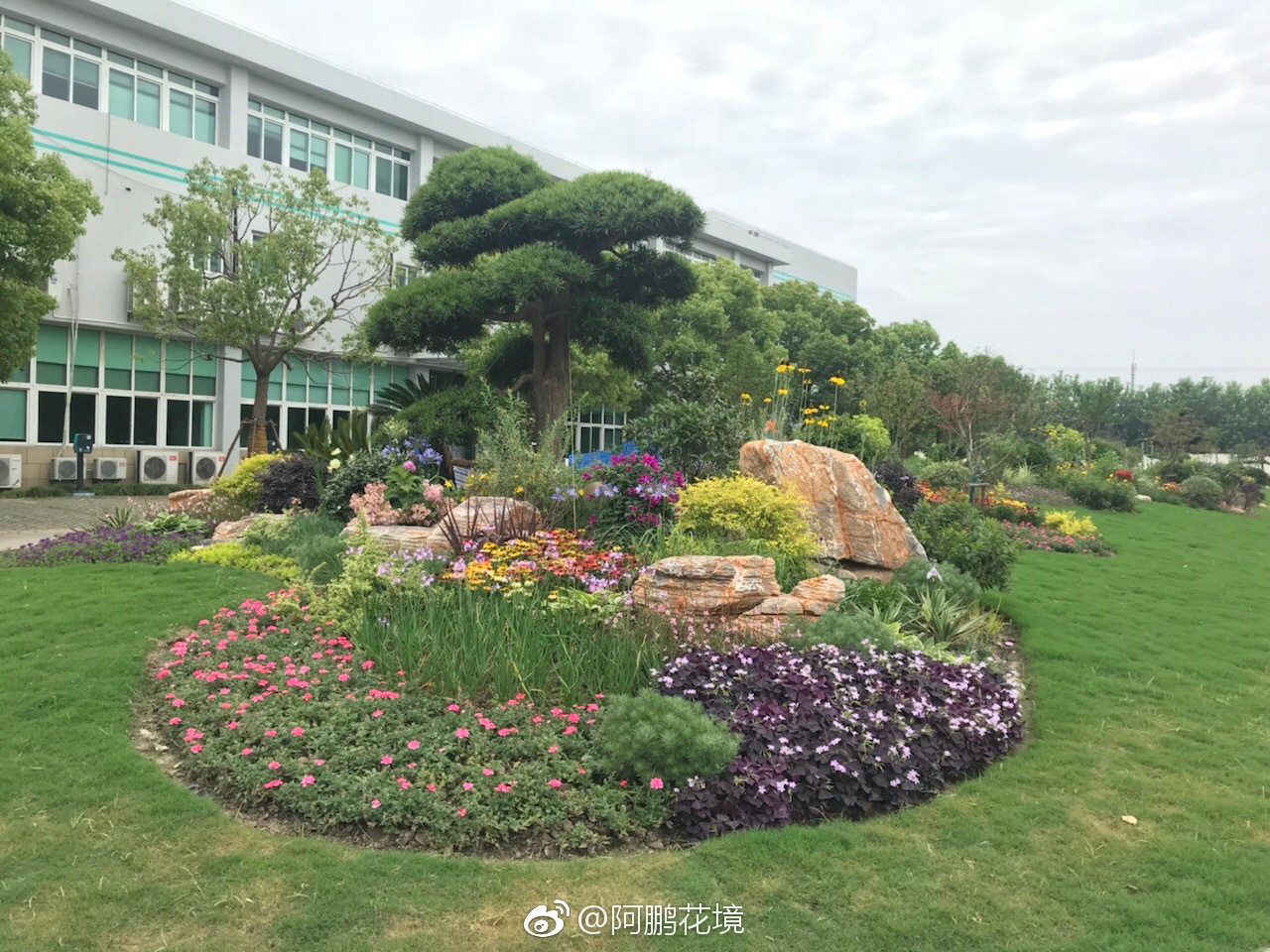 上个月做的一个低成本大型混合型花境,现在效果还是不错的