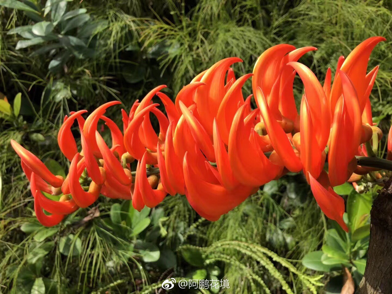 烈火红玉藤mucunabennettii