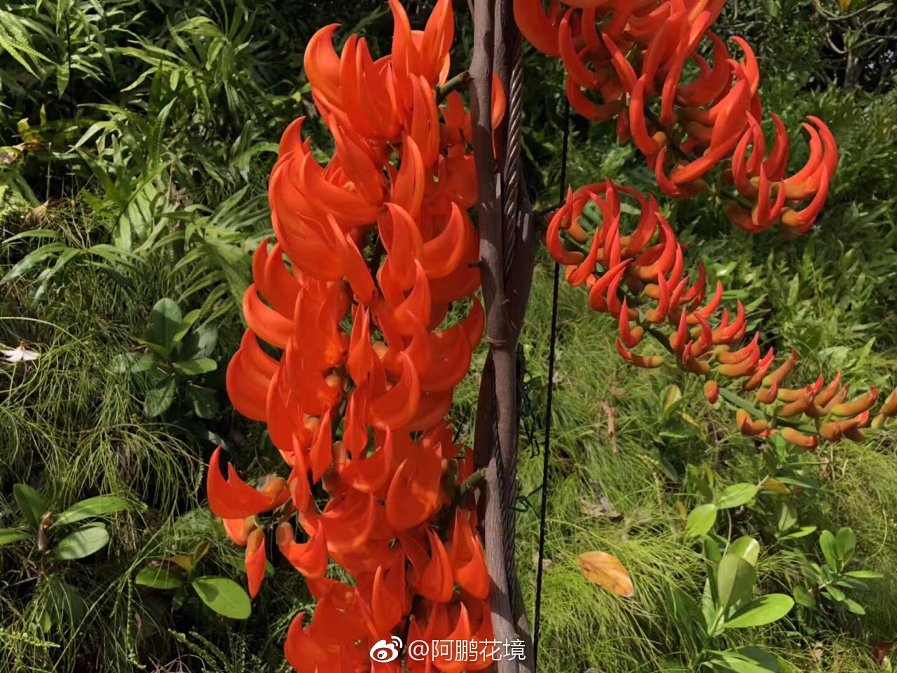 烈火红玉藤mucunabennettii