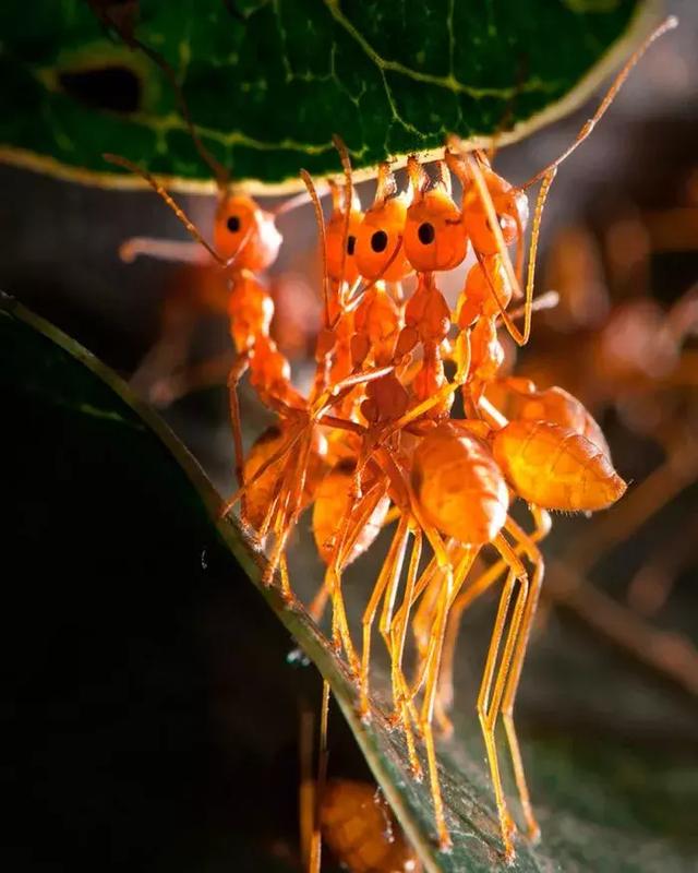 2018年度第四届"亚洲最佳自然摄影"获奖作品赏析