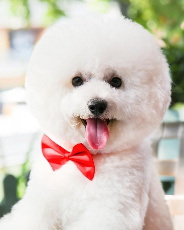 比熊犬外形可爱需要定期处理它的毛发疾病等