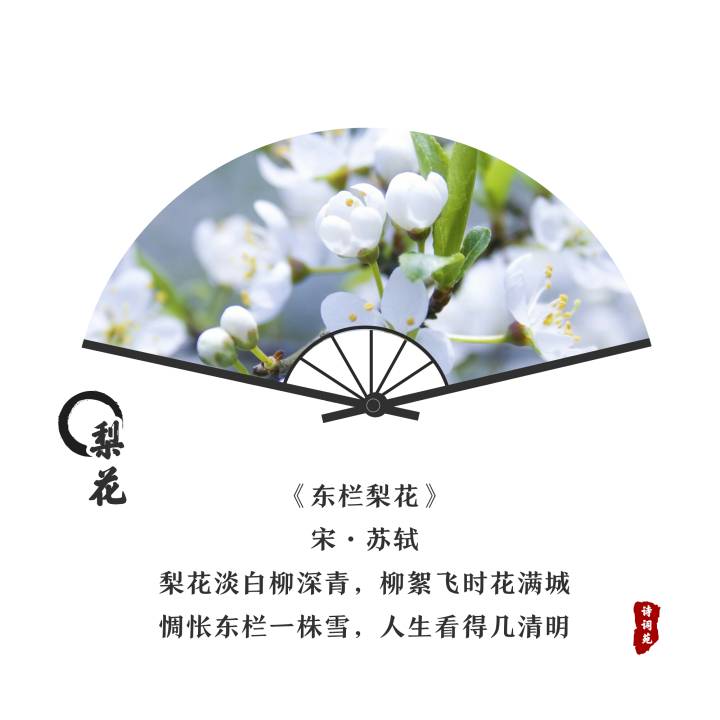 诗词盘点——与花有关的古诗词