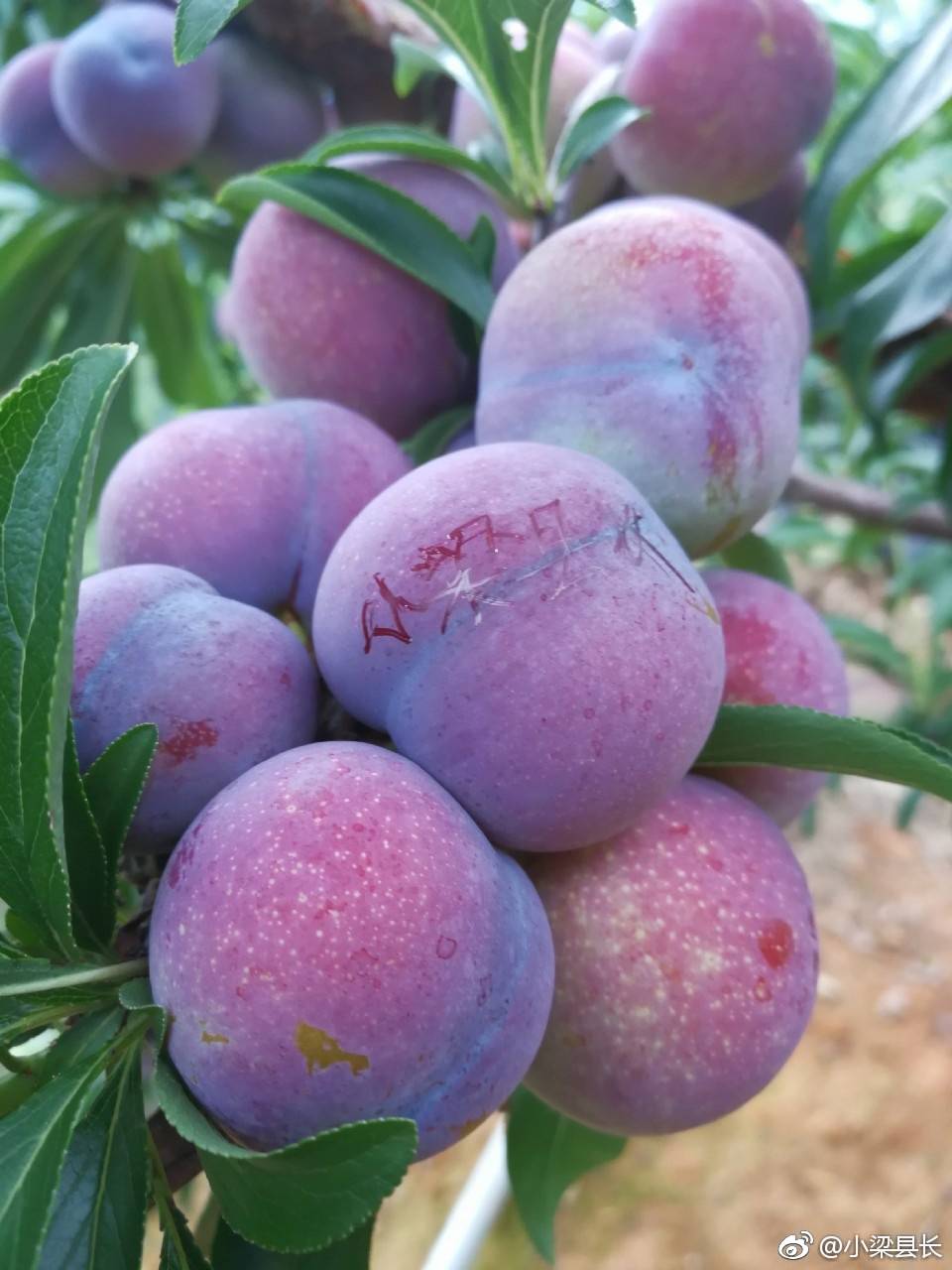 果树护理的那些事儿