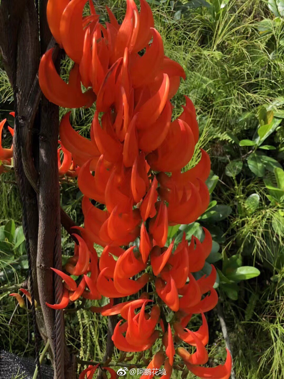 烈火红玉藤mucunabennettii