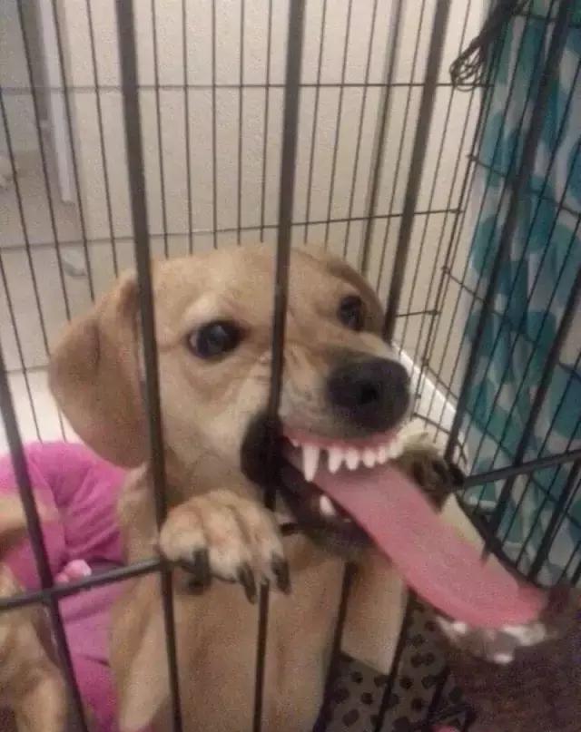 从正常汪到智障汪,有时候只需要一个笼子!