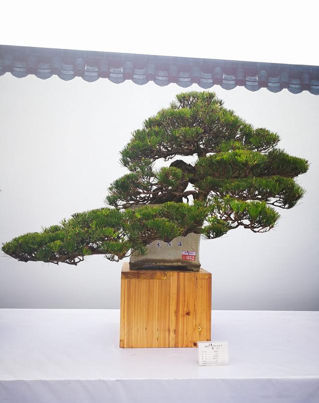 粤台南风盆景展(中)——松柏篇