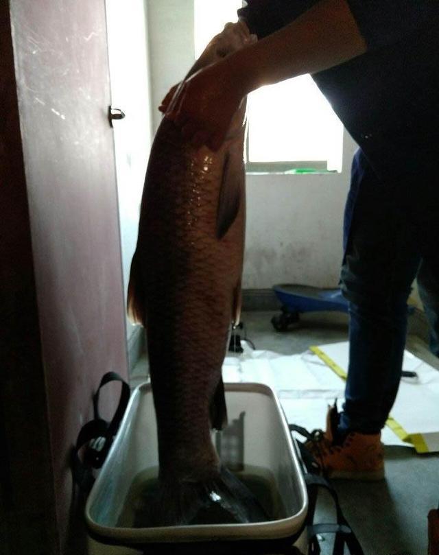 溜鱼1小时杀鱼2小时烧鱼2小时你猜猜这鱼多少斤