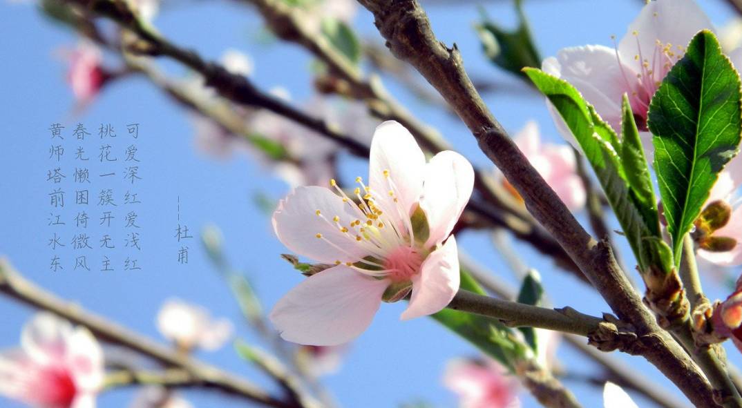 一人一剑斩尽漫山桃花下酒 他是何人 将夜之中自由答案