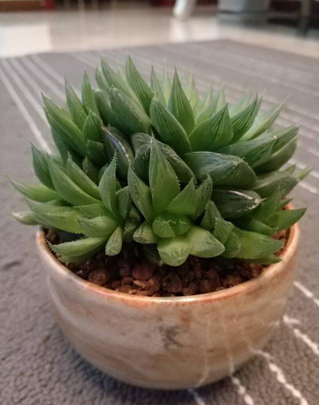 水晶莲半年的蜕变谁说室内养不好多肉