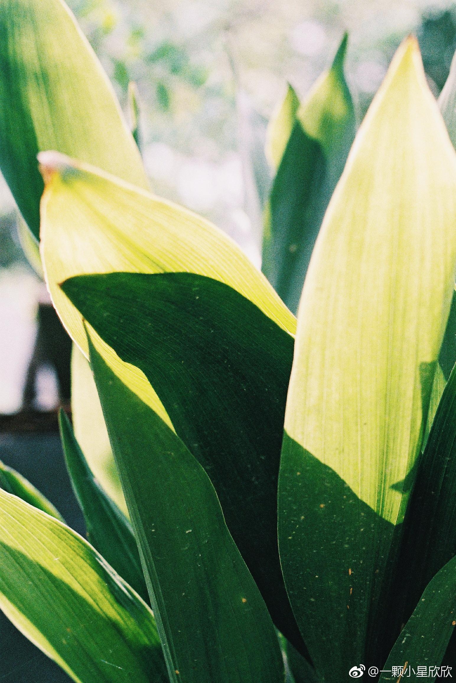 藏在储存卡里的小美好(二)----: @清新小镇 @微相册