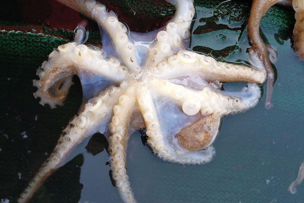 鲜活的八带鮹,今年价格一直居高不下,图中这样"跳舞"的八带鮹要40块钱