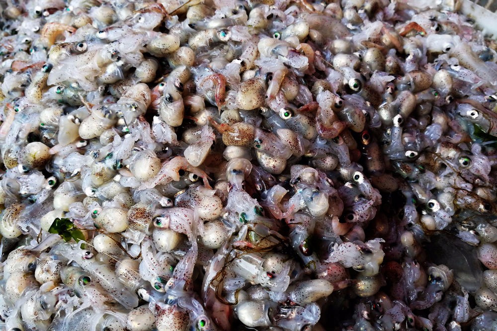 美味的墨鱼豆市场零售25块钱一斤市民从不大认到纷纷购买