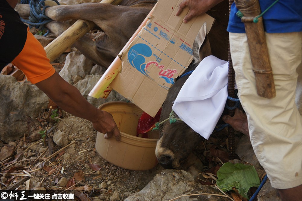 印尼人"乔迁之喜"现场宰杀小牛赠宾客 孩童目睹毫无恐惧_新浪看点