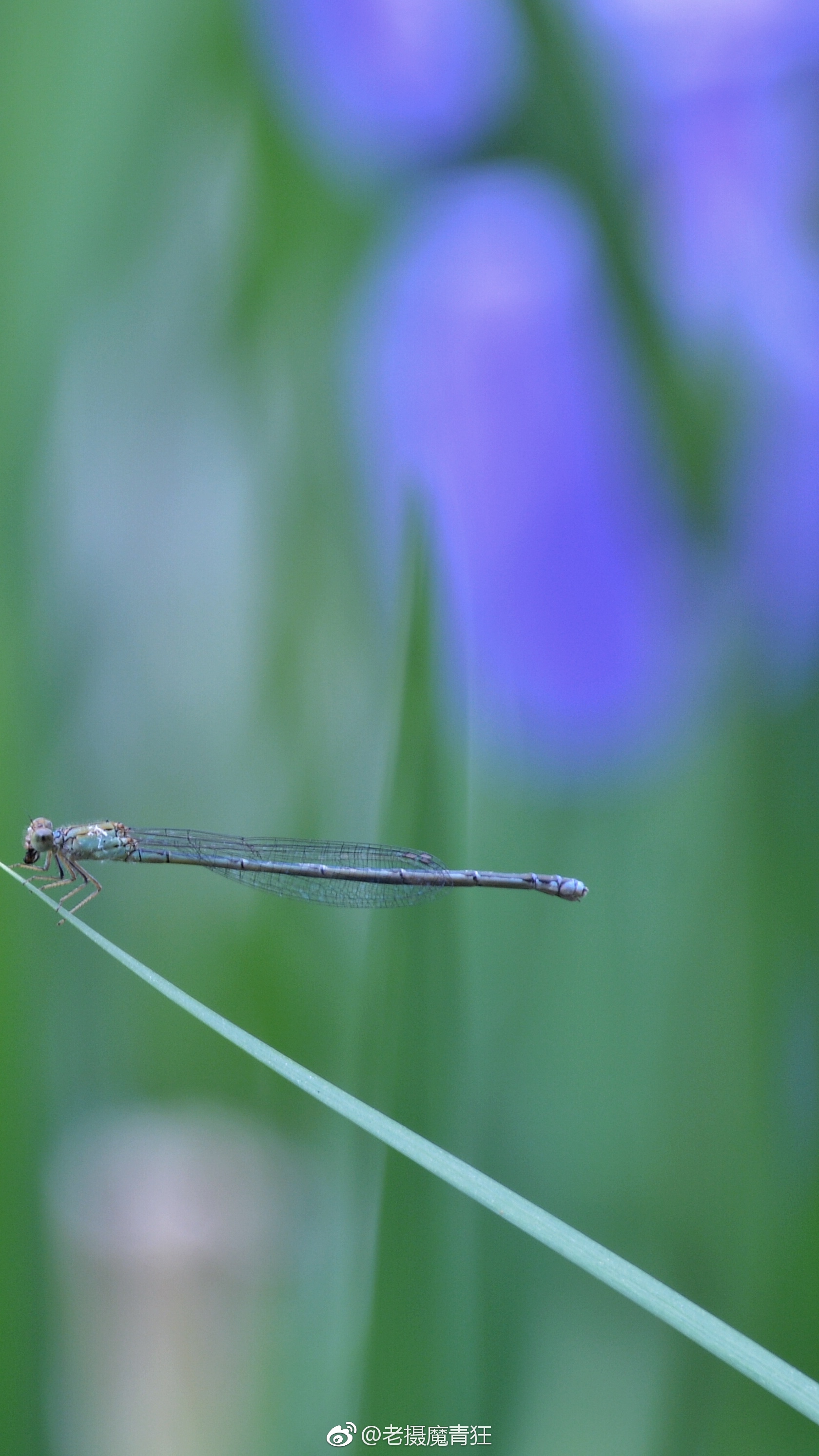 蜻蜓喜欢在水边休息,吃水面的虫子,虫子一靠近它