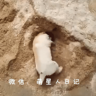 刨坑却意外将自己坑埋,请原谅我不羁笑点低|狗狗|沙滩|日记_新浪新闻