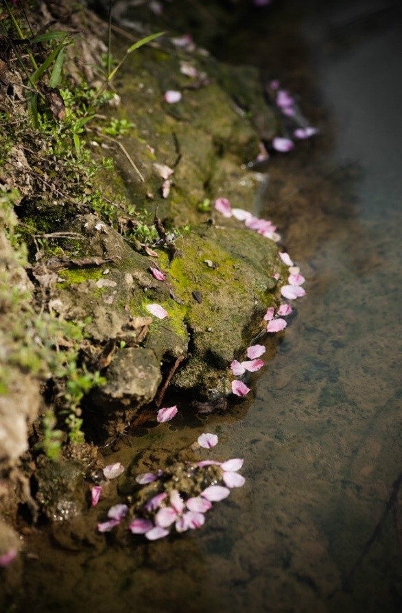 殷红片片点莓苔,人面桃花今何在?_新浪看点