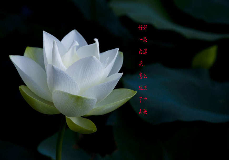 小伙扶老人反被讹,澄清后告老人索赔一元,老人儿子:你个白莲花