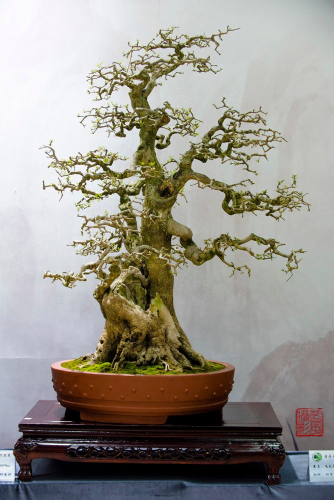 2018首届全国盆景大师作品展大师作品每一件都是看家宝贝