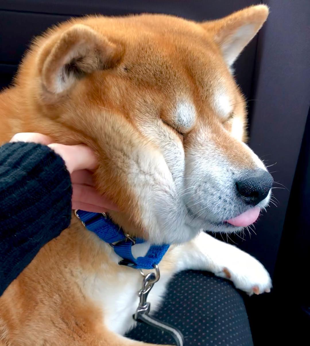 一样的肥脸,不把它揉秃噜皮都对不起自己的手|柴犬|主人|狗子_新浪网